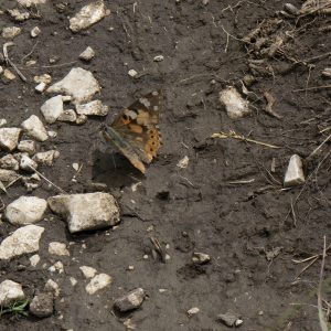 Vanessa cardui (Linnaeus, 1758) Distelfalter