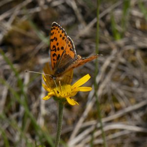 Melitaea didyma (Esper, 1778) Roter Scheckenfalter