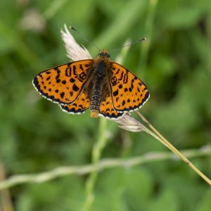 Melitaea didyma (Esper, 1778) Roter Scheckenfalter