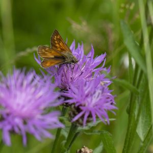 Ochlodes sylvanus (Esper, 1777) Rostfarbiger Dickkopffalter