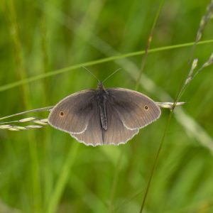 Maniola jurtina (Linnaeus, 1758) Großes Ochsenauge