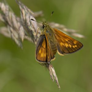 Ochlodes sylvanus (Esper, 1777) Rostfarbiger Dickkopffalter