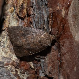 Rusina ferruginea (Esper, 1785) Dunkle Waldschatteneule
