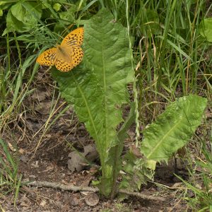 Argynnis paphia (Linnaeus, 1758) Kaisermantel, Silberstrich