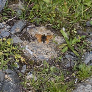 Boloria pales (Denis & Schiffermüller, 1775) Alpenmatten-Perlmuttfalter