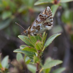 Boloria pales (Denis & Schiffermüller, 1775) Alpenmatten-Perlmuttfalter