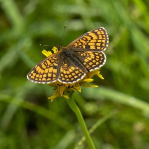 Melitaea athalia (Rottemburg, 1775) Wachtelweizen-Scheckenfalter, Gemeiner Scheckenfalter