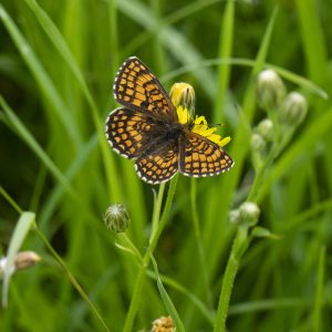 Melitaea athalia (Rottemburg, 1775) Wachtelweizen-Scheckenfalter, Gemeiner Scheckenfalter