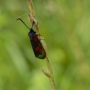 Zygaena viciae (Denis & Schiffermüller, 1775) Kleines Fünffleck-Widderchen