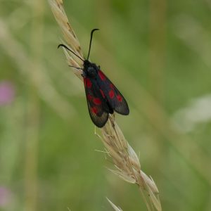 Zygaena viciae (Denis & Schiffermüller, 1775) Kleines Fünffleck-Widderchen