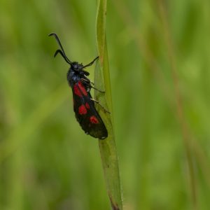 Zygaena viciae (Denis & Schiffermüller, 1775) Kleines Fünffleck-Widderchen