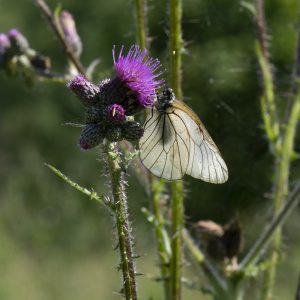 Aporia crataegi (Linnaeus, 1758) Baumweißling