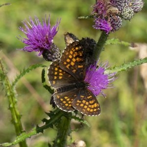 Melitaea athalia (Rottemburg, 1775) Wachtelweizen-Scheckenfalter, Gemeiner Scheckenfalter