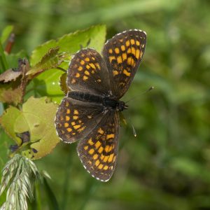 Melitaea athalia (Rottemburg, 1775) Wachtelweizen-Scheckenfalter, Gemeiner Scheckenfalter