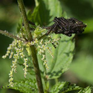 Aglais io (Linnaeus, 1758) Tagpfauenauge