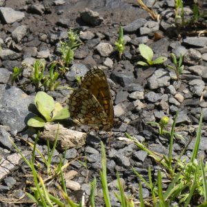 Melitaea athalia (Rottemburg, 1775) Wachtelweizen-Scheckenfalter, Gemeiner Scheckenfalter