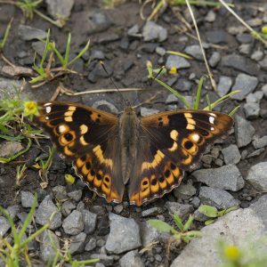 Apatura ilia (Denis & Schiffermüller, 1775) Kleiner Schillerfalter