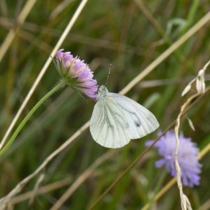 Pieris napi (Linnaeus, 1758) Grünader-Weißling, Rapsweißling