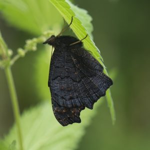 Aglais io (Linnaeus, 1758) Tagpfauenauge