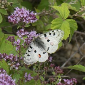 Parnassius apollo (Linnaeus, 1758) Roter Apollo