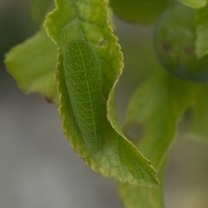 Iphiclides podalirius (Linnaeus, 1758) Segelfalter