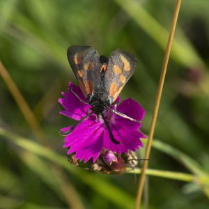 Zygaena loti (Denis & Schiffermüller, 1775) Beilfleck-Widderchen