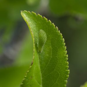 Iphiclides podalirius (Linnaeus, 1758) Segelfalter