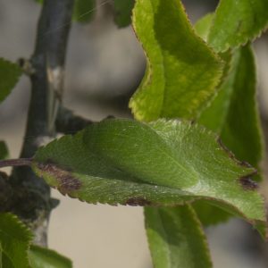 Iphiclides podalirius (Linnaeus, 1758) Segelfalter