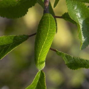 Iphiclides podalirius (Linnaeus, 1758) Segelfalter