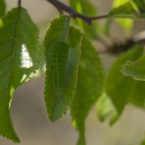 Iphiclides podalirius (Linnaeus, 1758) Segelfalter