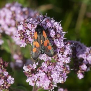 Zygaena viciae (Denis & Schiffermüller, 1775) Kleines Fünffleck-Widderchen