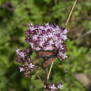 Zygaena loti (Denis & Schiffermüller, 1775) Beilfleck-Widderchen
