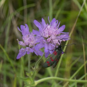 Zygaena filipendulae (Linnaeus, 1758) Sechsfleck-Widderchen