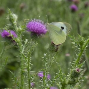 Pieris brassicae (Linnaeus, 1758) Großer Kohlweißling