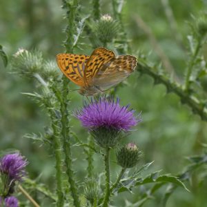 Argynnis paphia (Linnaeus, 1758) Kaisermantel, Silberstrich