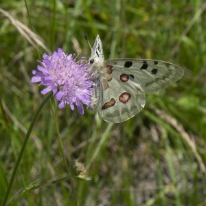 Parnassius apollo (Linnaeus, 1758) Roter Apollo