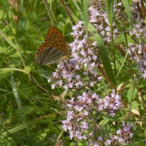 Argynnis paphia (Linnaeus, 1758) Kaisermantel, Silberstrich