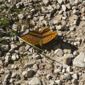 Argynnis paphia (Linnaeus, 1758) Kaisermantel, Silberstrich