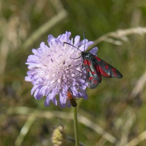 Zygaena filipendulae (Linnaeus, 1758) Sechsfleck-Widderchen