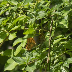 Argynnis paphia (Linnaeus, 1758) Kaisermantel, Silberstrich