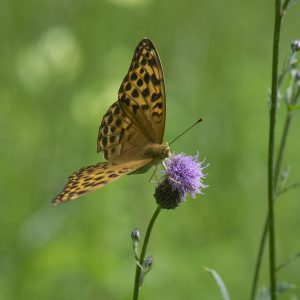 Argynnis paphia (Linnaeus, 1758) Kaisermantel, Silberstrich