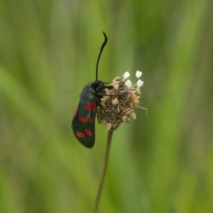 Zygaena filipendulae (Linnaeus, 1758) Sechsfleck-Widderchen