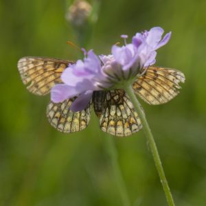 Melitaea athalia (Rottemburg, 1775) Wachtelweizen-Scheckenfalter, Gemeiner Scheckenfalter