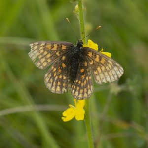 Melitaea athalia (Rottemburg, 1775) Wachtelweizen-Scheckenfalter, Gemeiner Scheckenfalter