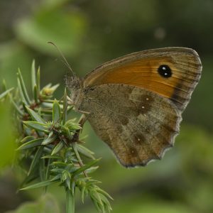 Pyronia tithonus (Linnaeus, 1771) Rotbraunes Ochsenauge