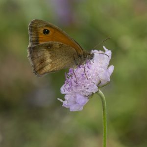 Pyronia tithonus (Linnaeus, 1771) Rotbraunes Ochsenauge