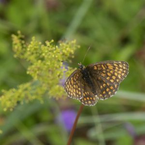 Melitaea athalia (Rottemburg, 1775) Wachtelweizen-Scheckenfalter, Gemeiner Scheckenfalter