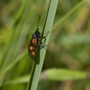 Zygaena viciae (Denis & Schiffermüller, 1775) Kleines Fünffleck-Widderchen