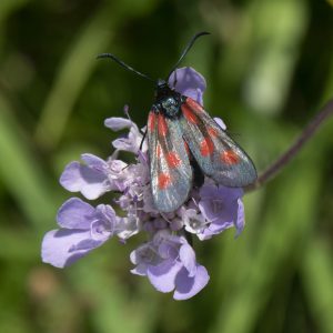 Zygaena viciae (Denis & Schiffermüller, 1775) Kleines Fünffleck-Widderchen