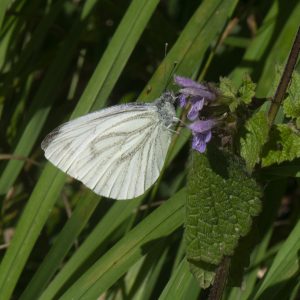 Pieris napi (Linnaeus, 1758) Grünader-Weißling, Rapsweißling